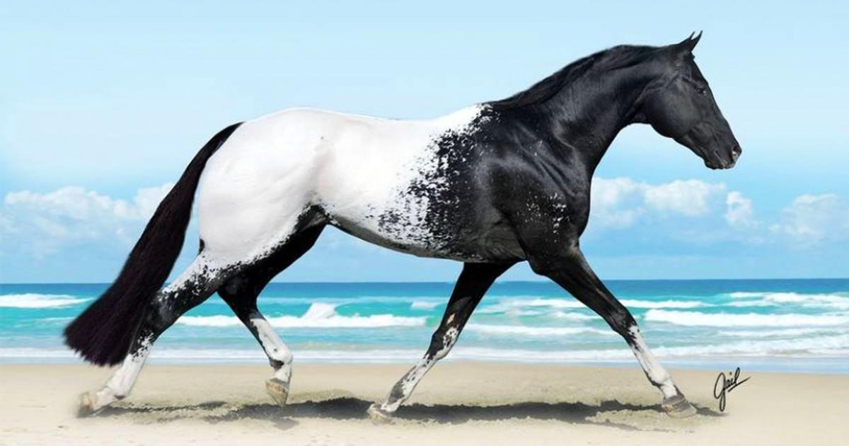 Dies sind die schönsten Pferde auf der Erde!